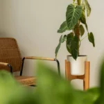 plant-office